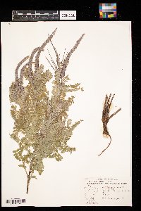 Amorpha canescens image