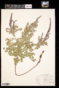 Amorpha canescens image