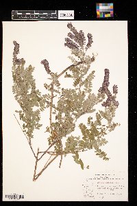 Amorpha canescens image