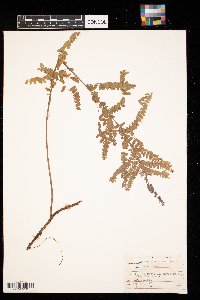 Amorpha canescens image