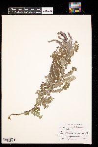 Amorpha canescens image