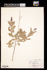 Amorpha canescens image