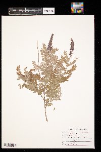 Amorpha canescens image