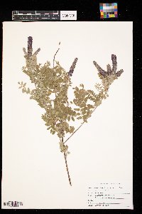 Amorpha canescens image