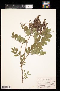 Amorpha fruticosa image