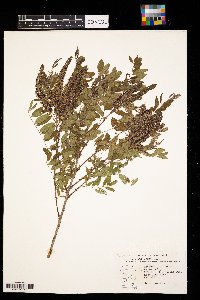 Amorpha fruticosa image