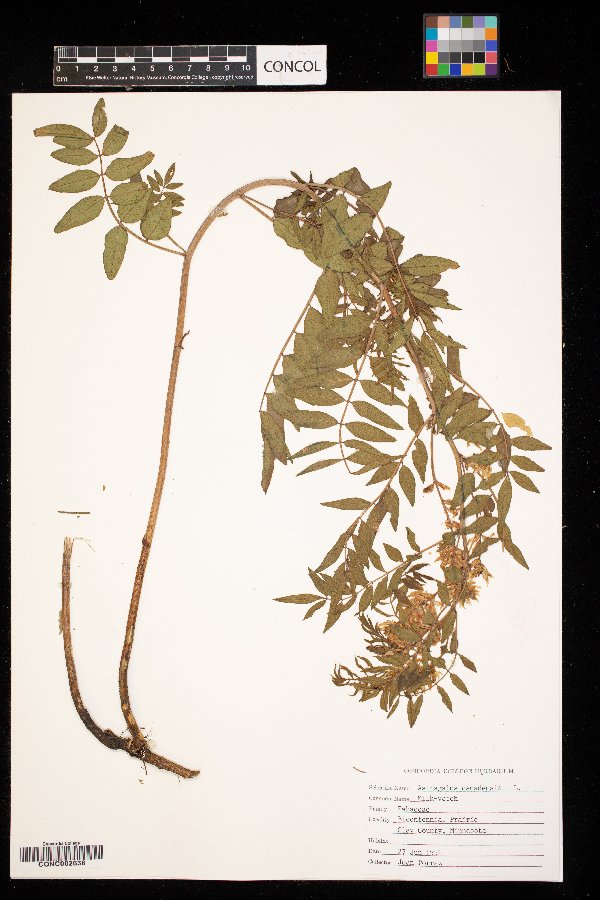 Astragalus canadensis image