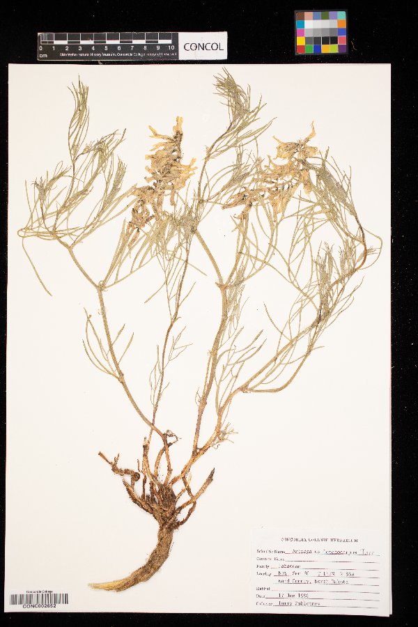 Astragalus lonchocarpus image