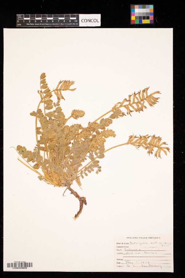 Astragalus mollissimus image