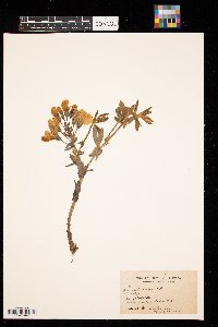 Baptisia bracteata image