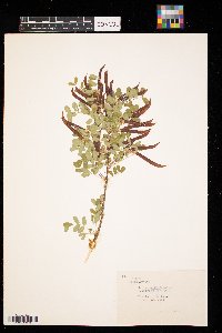 Caragana arborescens image