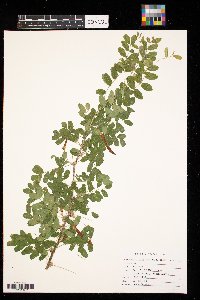 Caragana arborescens image