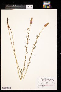 Dalea purpurea image