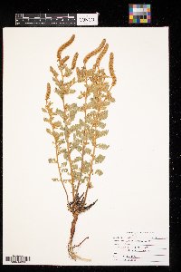 Dalea villosa image