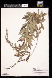 Desmodium canadense image