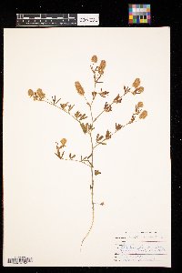 Trifolium arvense image