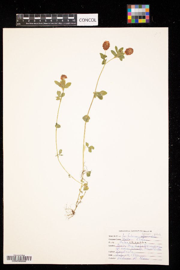 Trifolium aureum image