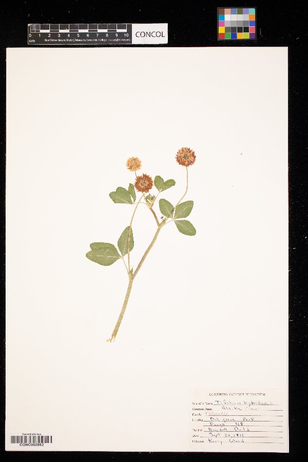 Trifolium hybridum image