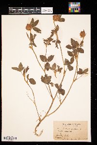 Trifolium pratense image