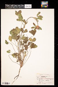 Trifolium pratense image