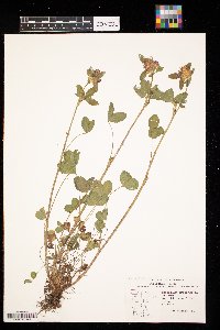 Trifolium pratense image