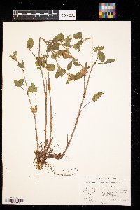 Trifolium pratense image