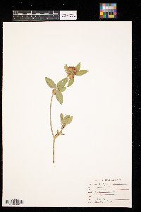 Trifolium pratense image