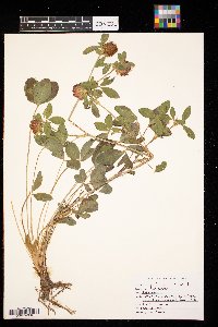 Trifolium pratense image