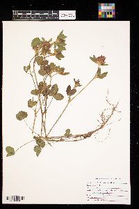 Trifolium pratense image