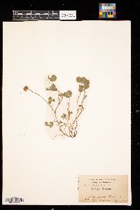 Trifolium repens image