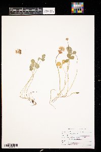 Trifolium repens image