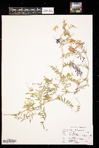 Vicia villosa image