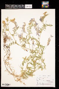 Vicia villosa image