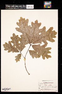 Quercus alba image