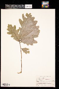 Quercus alba image