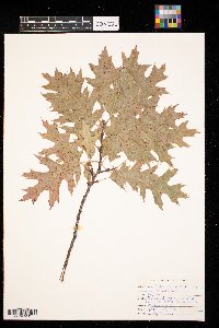 Quercus ellipsoidalis image