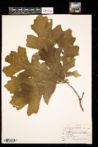 Quercus macrocarpa image