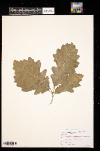 Quercus macrocarpa image