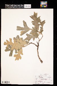 Quercus macrocarpa image