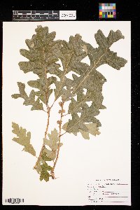 Quercus macrocarpa image