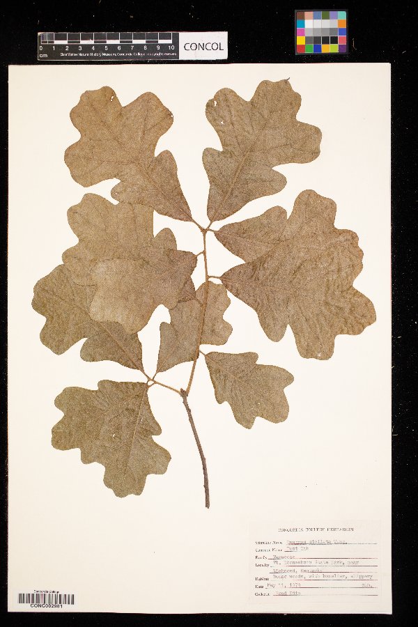 Quercus stellata image