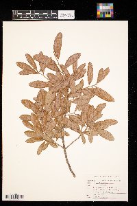 Quercus virginiana image