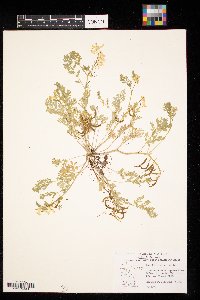 Corydalis aurea image