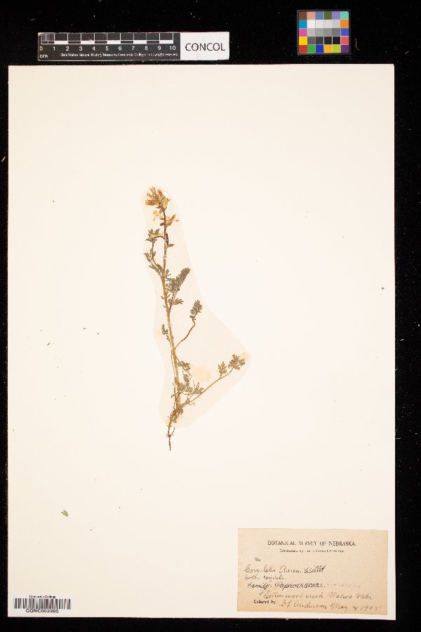 Corydalis aurea image