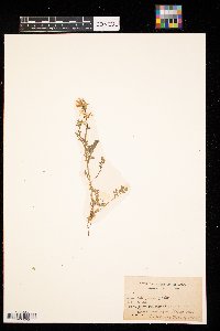 Corydalis aurea image