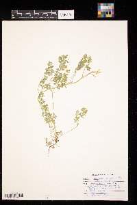 Corydalis aurea image