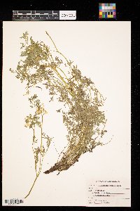 Corydalis aurea image