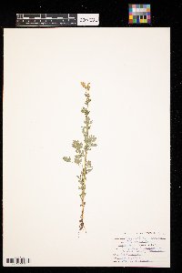 Corydalis sempervirens image