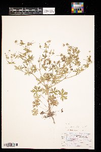 Geranium maculatum image