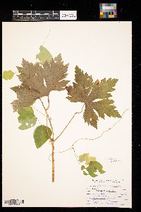 Geranium maculatum image